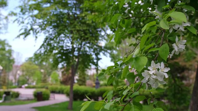 Blooming irga against the background of a park.