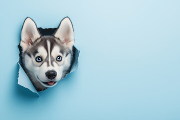 Cute husky puppy peeking through torn paper