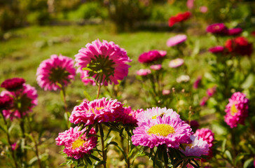 aster, aster l., aster chiński, aster zwyczajny, gwiazdosz chiński, callistephus chinensis (l.) nees, astry, kwiaty,ogród