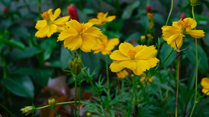 Bright Yellow Flowers Growing in Garden with Green Leaves Natural Lighting