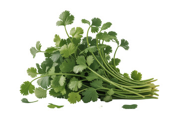 Fresh bunch of cilantro herb isolated on a transparent background