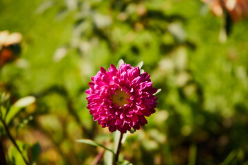 aster, aster l., aster chiński, aster zwyczajny, gwiazdosz chiński, callistephus chinensis (l.) nees, astry, kwiaty,ogród © Marcin Łazarczyk