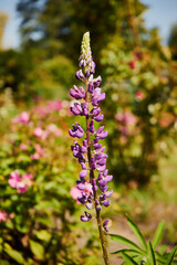 Łubin ,Lupinus L. © Marcin Łazarczyk