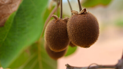 Kiwi fruit on the vine