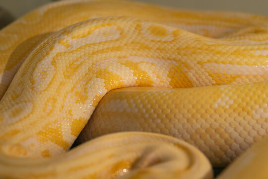 Beautiful adult Burmese python in albino form.
