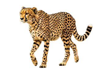 A cheetah with a striking spotted coat strides forward against a pure black background, showcasing its powerful and elegant form.