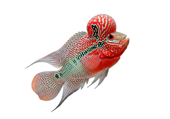 Vibrant red and white fish with intricate patterns displays elegance against a dark background.