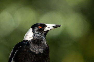 Shiny magpie in the sun