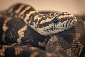 Beautiful carpet python with a close-up of the head.
