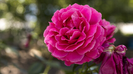 Pink flower in the garden