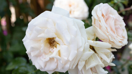 white rose in the garden