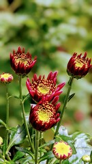 Red chrysanthemum flower buds nature beauty 