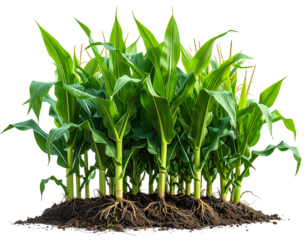 Lush corn stalks sprout from dark soil