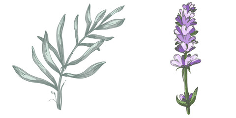 Lavender plant illustration, purple lavender flowers vector, aromatic herbal plant, hand drawn botanical clipart for invitations, posters, banners and designs