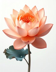 A peach-colored lotus flower in full bloom, with a single, dark-green leaf, elegantly presented against a stark white background
