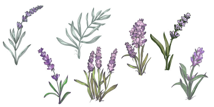 Lavender plant illustration, purple lavender flowers vector, aromatic herbal plant, hand drawn botanical clipart for invitations, posters, banners and designs