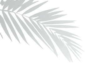 Close-up of a light gray palm frond