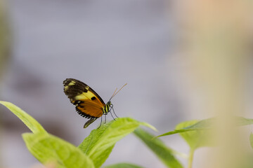 Small Common postman butterfly on the leaf close up view.