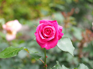植物　６月の花