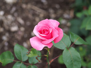 植物　６月の花