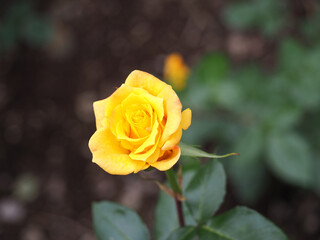 植物　６月の花