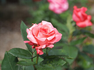 植物　６月の花