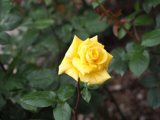 植物　６月の花