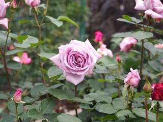 植物　６月の花