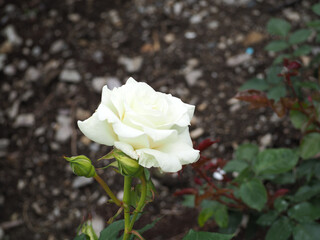 植物　６月の花