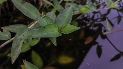 Plant above the water, with macro photography