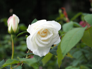 植物　６月の花