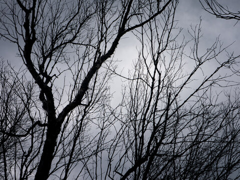 Bare Winter Trees Silhouette Against Dramatic Stormy Grey Cloudy Sky - Moody Dark Horror Nature Landscape Background