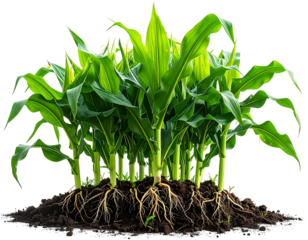 Lush corn plants in rich soil, vibrant green leaves, visible roots