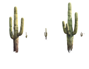 Three stylized saguaro cacti in various sizes, muted greens and browns, on a black background