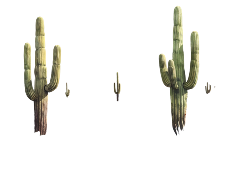 Three stylized saguaro cacti in various sizes, muted greens and browns, on a black background