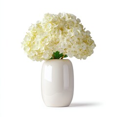 Creamy white hydrangeas in a simple, off-white, cylindrical vase against a pure white background, casting a subtle shadow