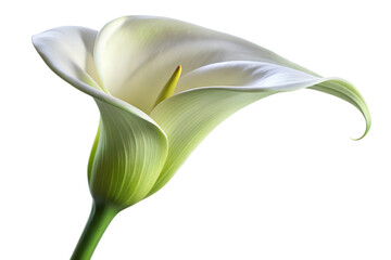 Fototapeta premium Elegant White Calla Lily Flower Blossom on Transparent Background beautiful