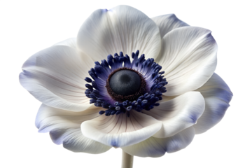 Elegant White Anemone Flower with Blue Center on Transparent Background