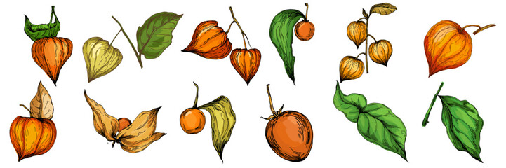 Physalis cape gooseberry drawing, golden berries vector illustration, tropical exotic fruit with husk, organic healthy food, natural vegetarian diet, summer dessert, hand drawn isolated design