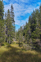 Valley of the Totenåsen Hills Coniferous Forest Reserve.