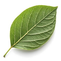 Obraz premium Purging Buckthorn Leaf Distinct Botanical Foliage with Smooth Green Texture, Defined Veining, and Classic Herbal Elegance Elegantly Isolated on a Clean Crisp White Background