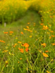 A stunning field of blooming yellow and orange cosmos flowers in the evening light. Captured in Thailand, this nature landscape highlights the beauty of wildflowers glowing under the golden sunset.
