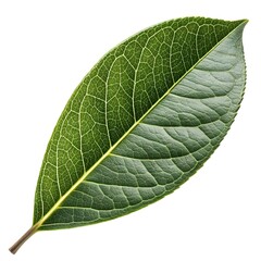 Obraz premium Tea Olive Leaf Elegant Botanical Foliage with Smooth Green Surface, Subtle Veining, and Distinct Ornamental Beauty Gracefully Isolated on a Clean Crisp White Background