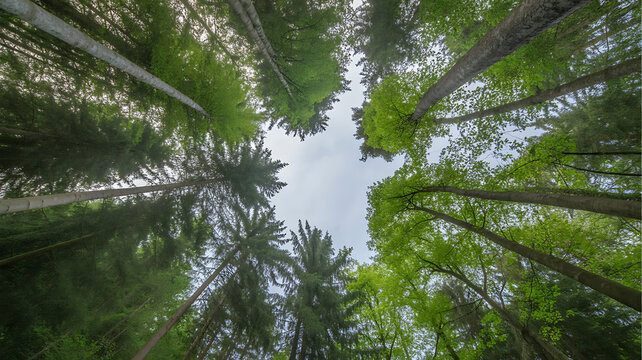 View from the forest floor looking up at tall trees with green foliage and a clear sky - Powered by Adobe