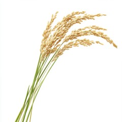 Fototapeta premium Golden Rice Stalks with Grains Isolated on White Background
