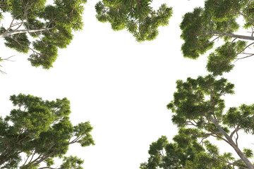Eucalyptus tree looking up view Isolated on transparent backgrounds. high quality 3d rendering. png format	