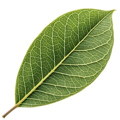Osmanthus Subtriplinervis Leaf Distinct Botanical Foliage with Smooth Green Texture, Defined Vein Patterns, and Exotic Ornamental Elegance Isolated on Crisp Pure White Background