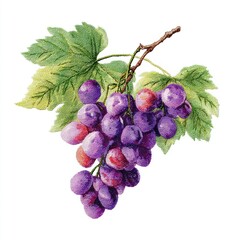 Fototapeta premium Close up of Red and Purple Grapes on Vine with Green Leaves