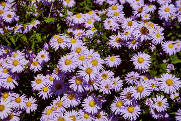 Aster gawędka ,Aster amellus © Marcin Łazarczyk