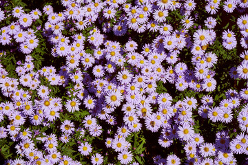 Aster gawędka ,Aster amellus